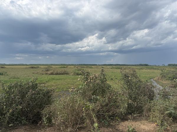 Pantanal